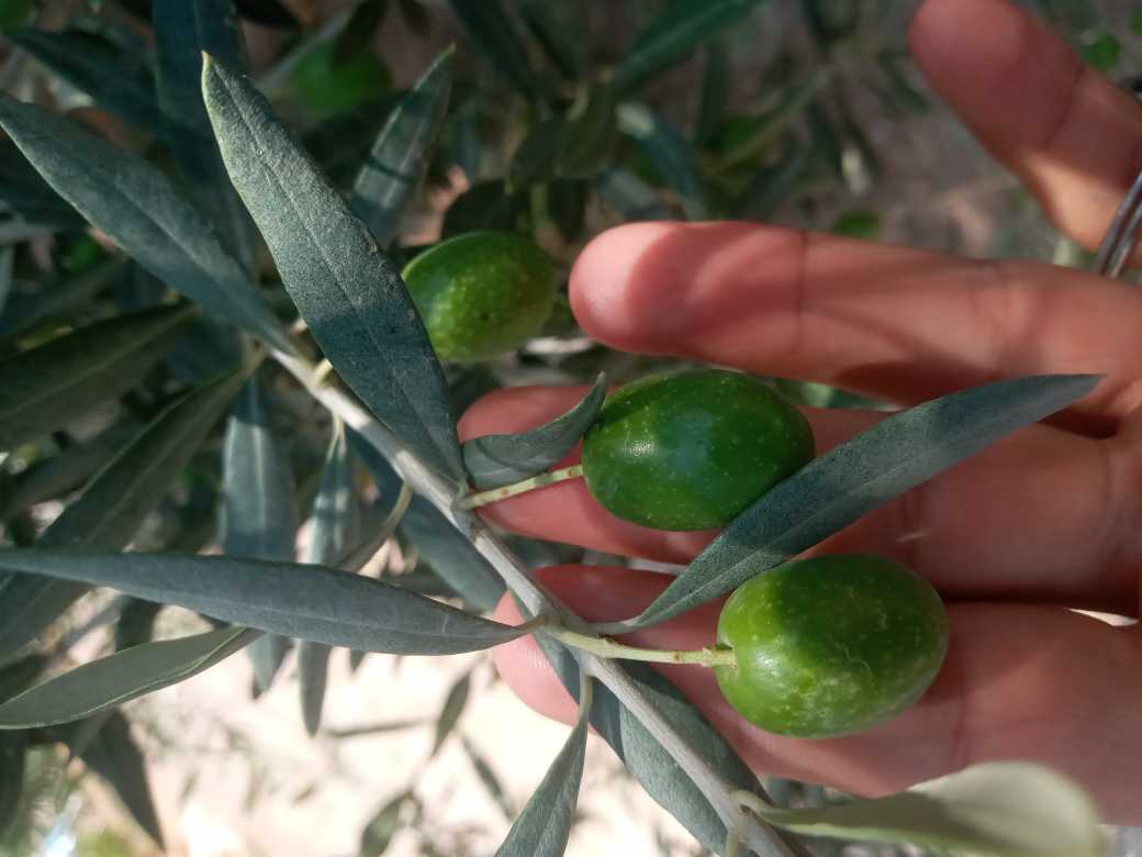 تصویر 1 از زیتون سبز زنجان طارم